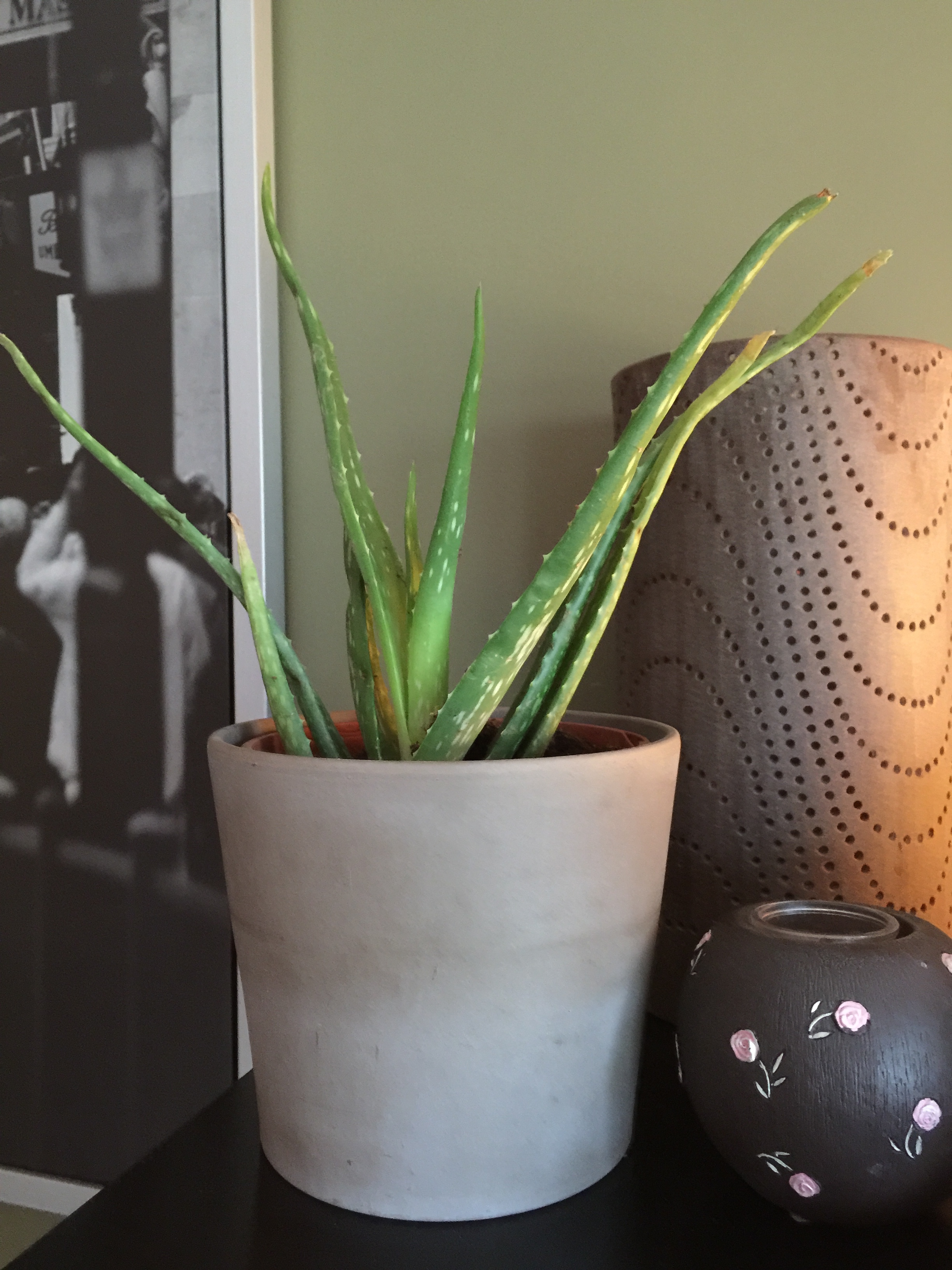 Aloe Vera Neden Her Eve Lazim 1 Bebek 1 Cocuk 1 Kopek